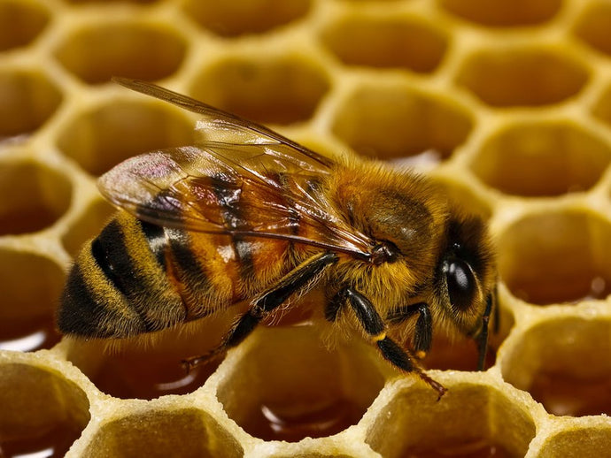 Bee-aware and Bee-wear! Why you should know about the “Plight of the honeybee”